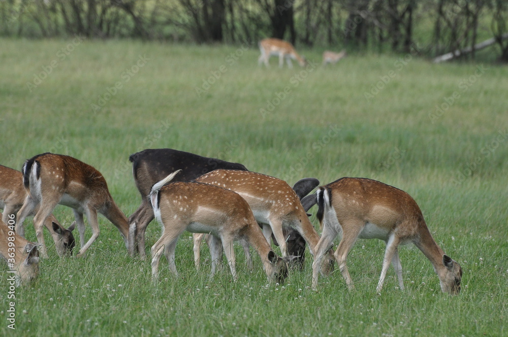 Fototapeta premium Polska - Mazury - Warmia. Krajobraz. Daniele.