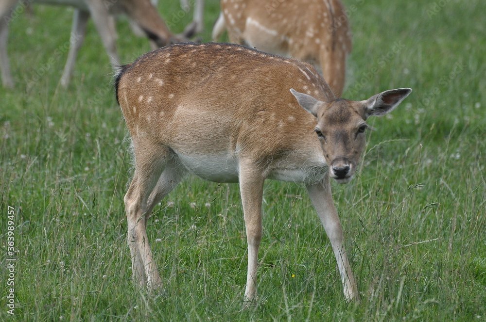 Polska - Mazury - Warmia. Krajobraz. Dniele Polska - Mazury - Warmia. Krajobraz. Dniele
