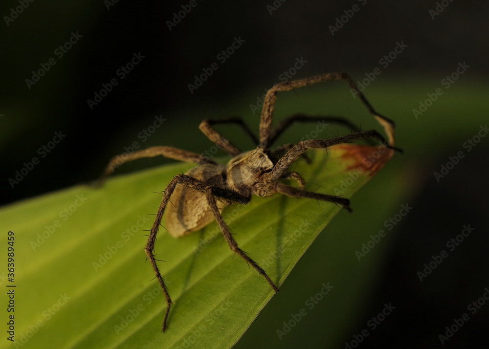 Fototapeta premium spider on a green leaf