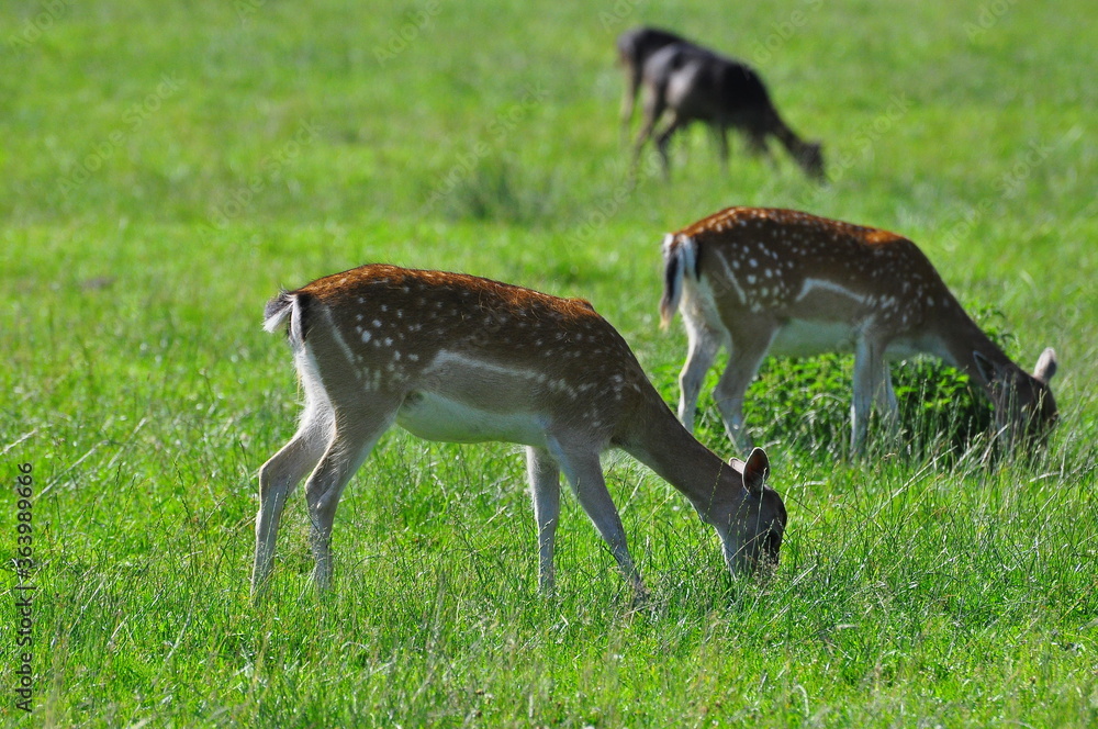 Polska - Mazury - Warmia. Sarny.