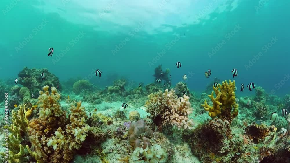Tropical coral reef and fishes underwater. Hard and soft corals. Underwater video. Panglao, Bohol, Philippines. Tropical coral reef and fishes underwater. Hard and soft corals. Underwater video. Panglao, Bohol, Philippines.