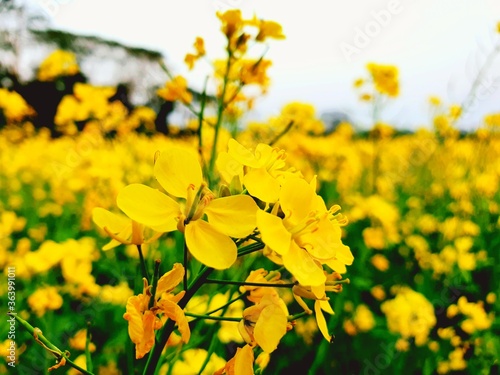 yellow flowers in spring