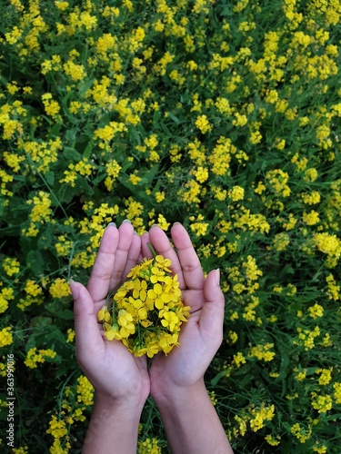 yellow flower in hand