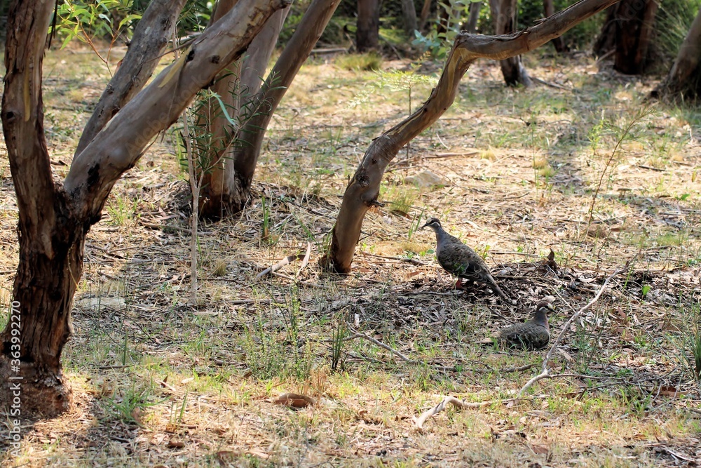 Pair of Common Bronzewing pigeons resting in South Australian bushland Pair of Common Bronzewing pigeons resting in South Australian bushland