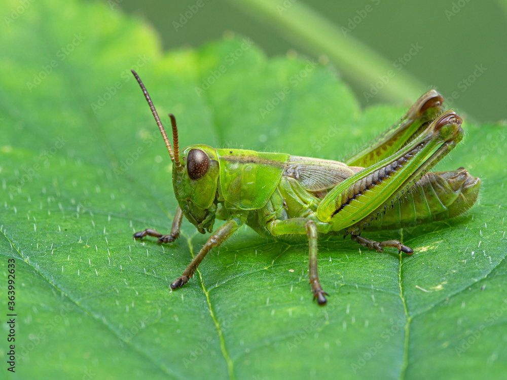 P1010040 green subadult male two-striped grasshopper (Melanoplus bivittatus) on a greef leaf, Boundary Bay, Delta cECP 2020 P1010040 green subadult male two-striped grasshopper (Melanoplus bivittatus) on a greef leaf, Boundary Bay, Delta cECP 2020