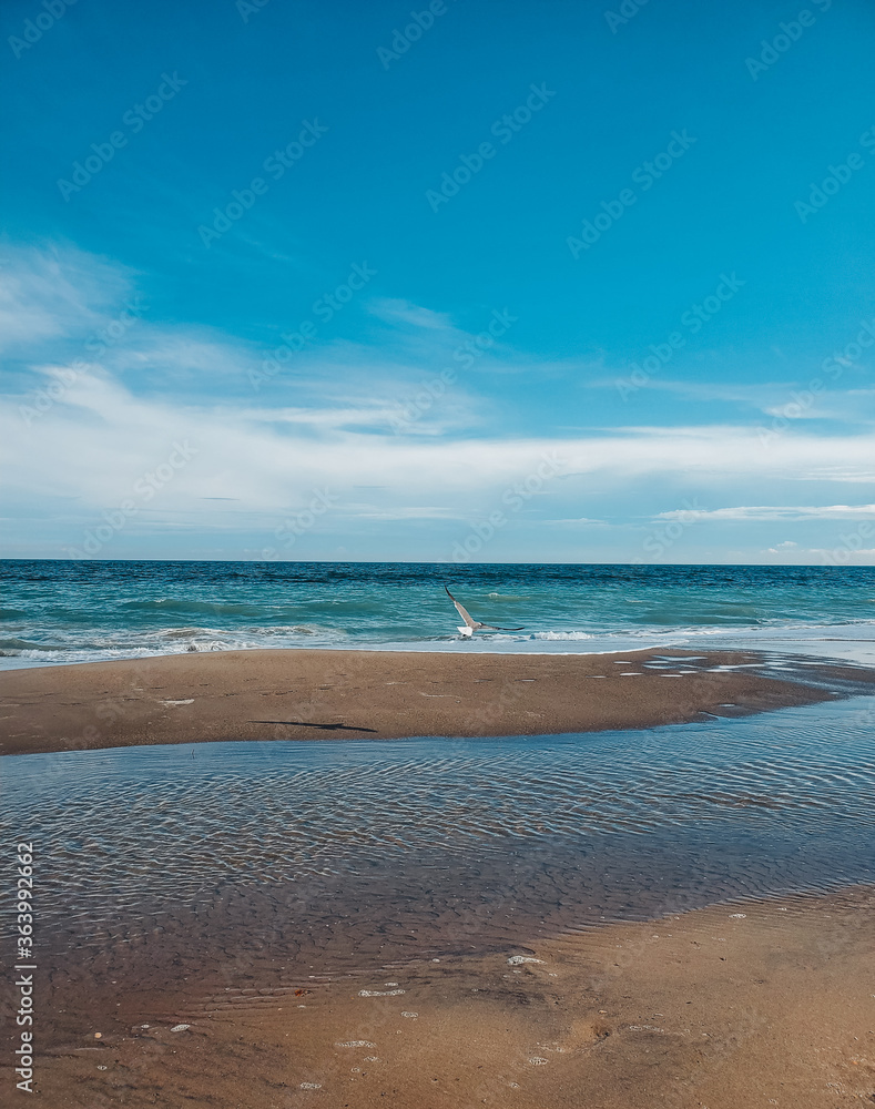 Obraz premium Seagull on the beach. Sand background of free space for your decoration. Soft Wave Of Blue Ocean On Sandy Beach, Summer time. Rockaway Beach, New York. Quiet and peaceful place