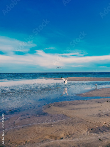 Seagull on the beach. Sand background of free space for your decoration. Soft Wave Of Blue Ocean On Sandy Beach, Summer time. Rockaway Beach, New York. Quiet and peaceful place