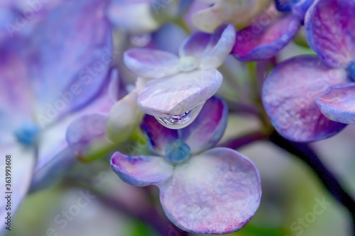 梅雨の晴れ間に見つけたアジサイの花と水滴