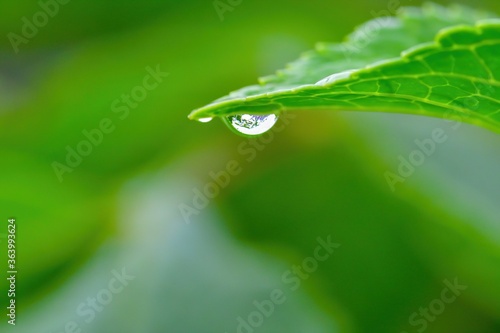 梅雨の晴れ間に見つけたアジサイの葉と水滴