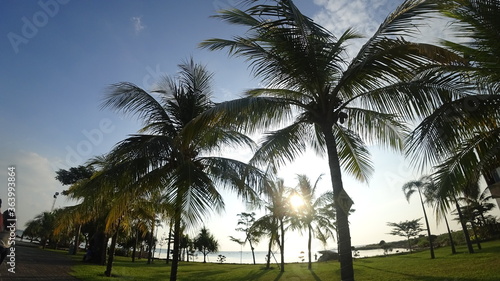 coconut palm trees © Muhammad