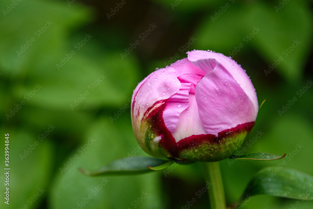 Closeup of pink peony bud just starting to unfurl, with small raindrops
Closeup of pink peony bud just starting to unfurl, with small raindrops