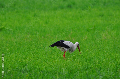 Bocian. Polska - Mazury - Warmia.