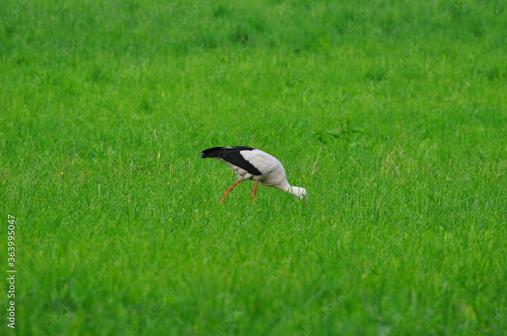 Polska - Mazury - Warmia. Krajobraz z bocianem. Polska - Mazury - Warmia. Krajobraz z bocianem.