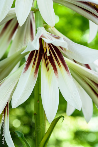Принти на полотні Closeup of Giant Himalayan Lily blooming in a woodland garden