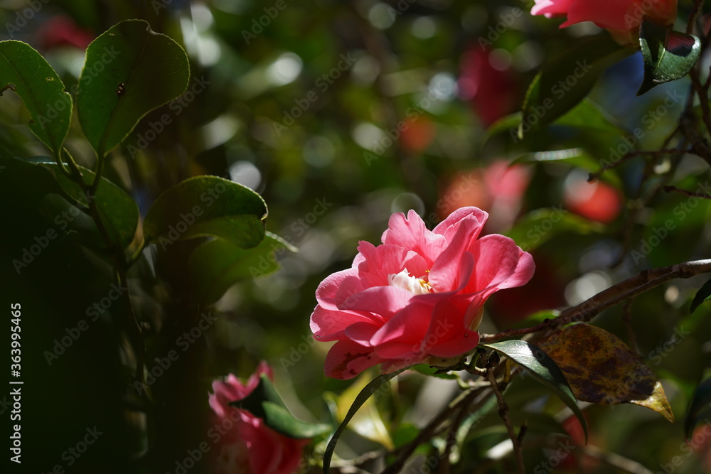 Light Pink Flower of Camellia japonica in Full Bloom Light Pink Flower of Camellia japonica in Full Bloom