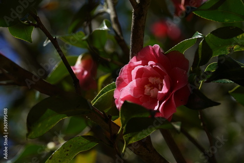 Red Flower of Camellia japonica in Full Bloom