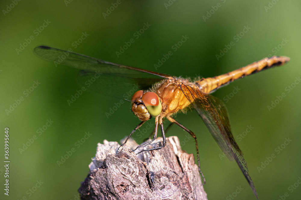 macro image of dragonfly on a branch, close up of insect macro image of dragonfly on a branch, close up of insect