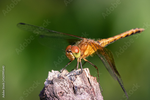 macro image of dragonfly on a branch, close up of insect