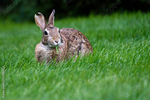 Young native bunny grazing in a healthy green lawn  © knelson20