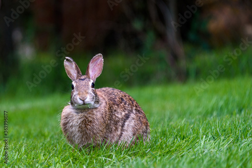 Young native bunny grazing in a healthy green lawn
