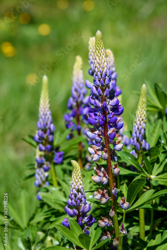 Blue lupin blooming in a meadow on a sunny day 