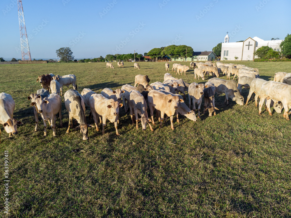 Cattle herd grazing at sunset