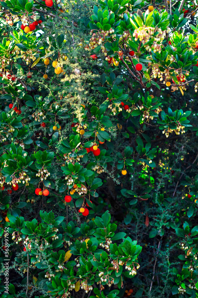 colorful yummy looking red and yellow fruits on trees