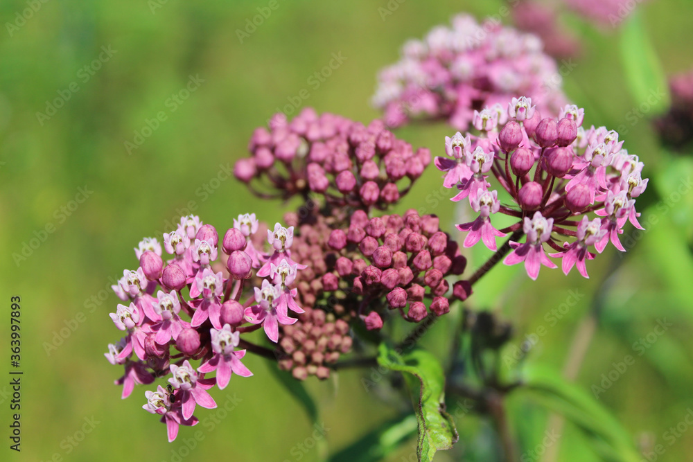 Swamp milkweed blooms closeup from Linne Woods in Morton Grove, Illinois Swamp milkweed blooms closeup from Linne Woods in Morton Grove, Illinois
