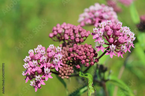 Swamp milkweed blooms closeup from Linne Woods in Morton Grove, Illinois