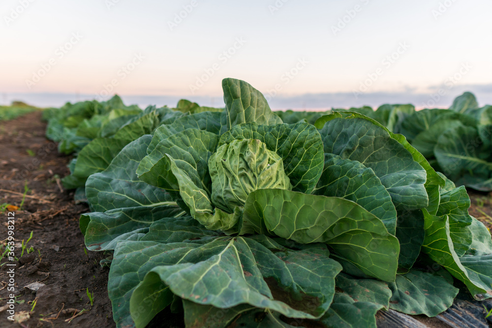 Naklejka premium Young cabbage grows in the farmer field. Growing cabbage field in diffused light on the sunset