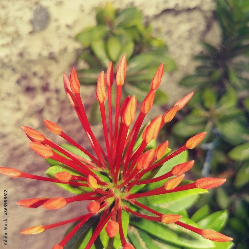 Fototapeta premium red and yellow flower