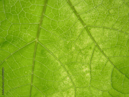Closeup Pattern (vein) on green leaves (Dichotomous Venation)