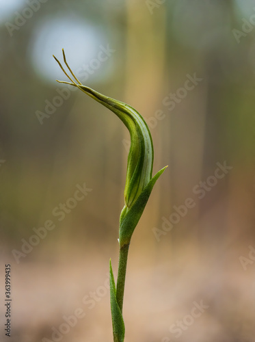 Wallpaper Mural An Australian terrestrial orchid known as the Large Autumn Greenhood (Pterostylis revoluta) Torontodigital.ca