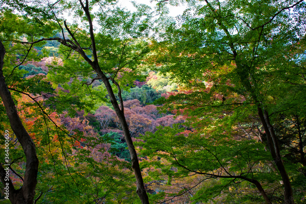 Naklejka premium 紅葉