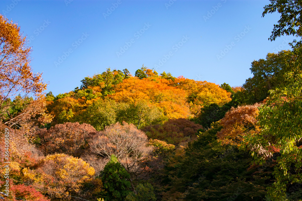 紅葉