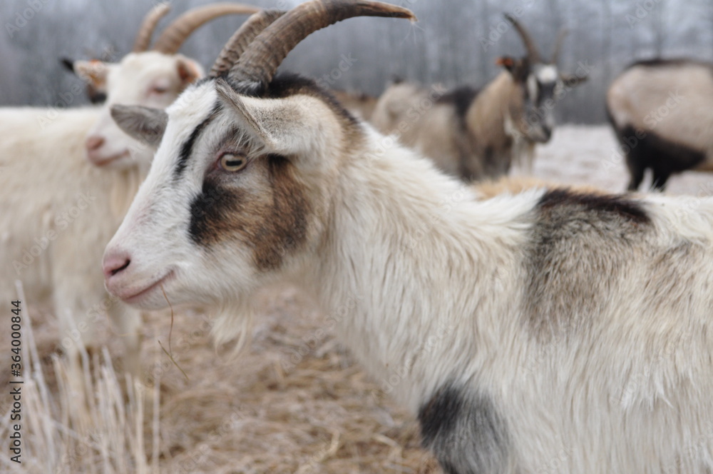 Naklejka premium Kozy