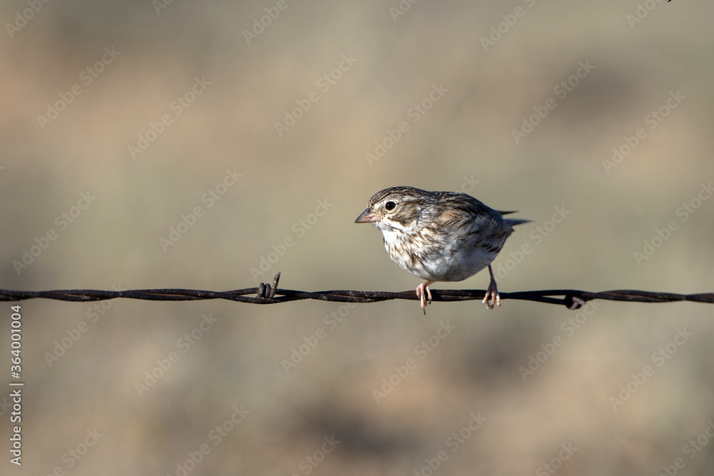 Juvenile Lark Sparrow in the Sangre de Cristo Mountains of New Mexico Juvenile Lark Sparrow in the Sangre de Cristo Mountains of New Mexico