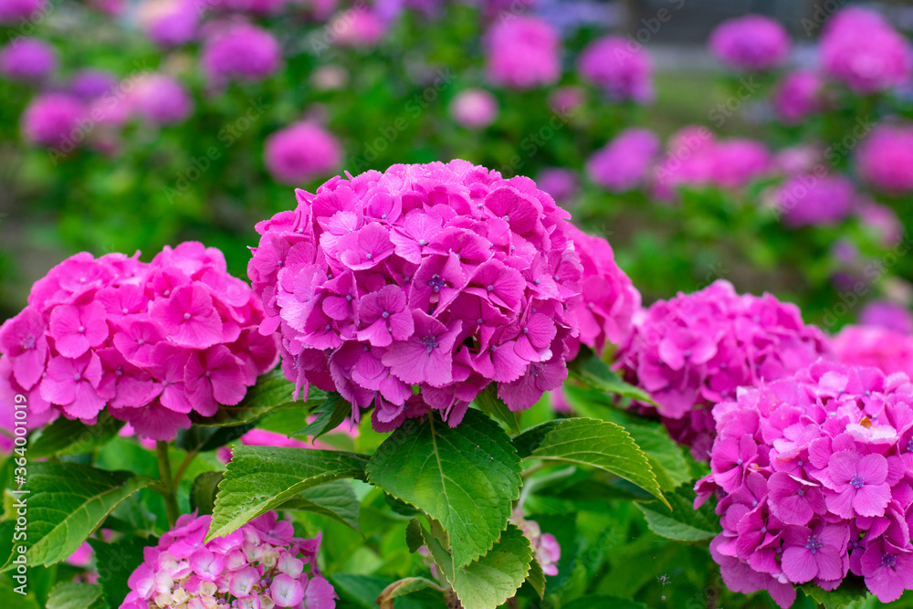紫陽花 紫陽花