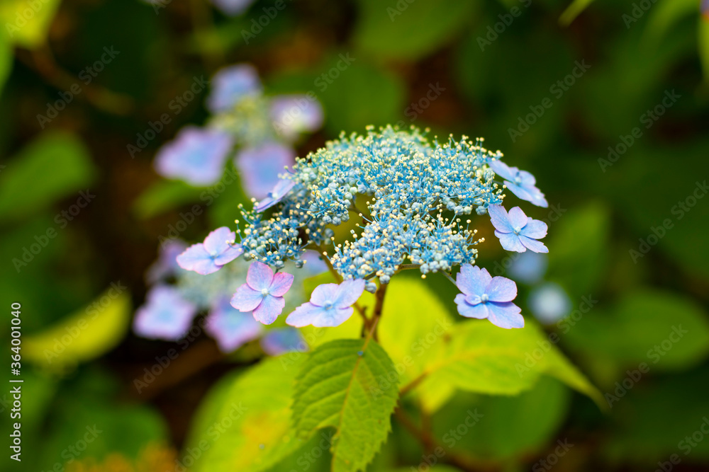 額紫陽花