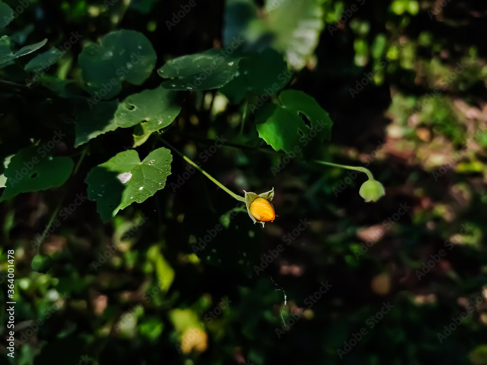 Abutilon indicum is a small shrub in the family Malvaceae, native to tropic and subtropical regions and sometimes cultivated as an ornamental. Abutilon indicum is a small shrub in the family Malvaceae, native to tropic and subtropical regions and sometimes cultivated as an ornamental.