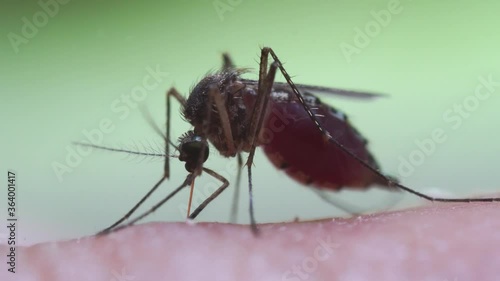 Wallpaper Mural Aedes aegypti Mosquito on skin. Close up a Mosquito sucking human blood Torontodigital.ca