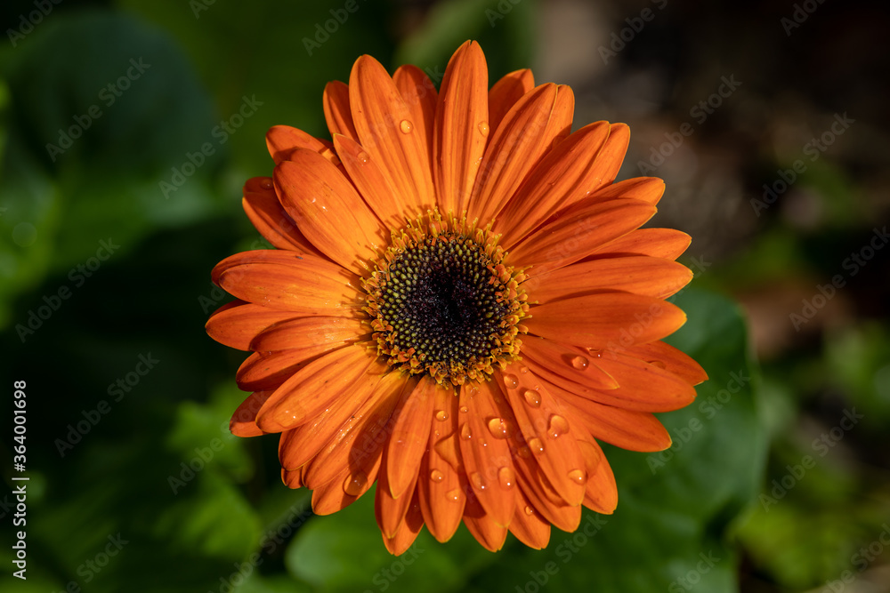 orange flower with dew orange flower with dew