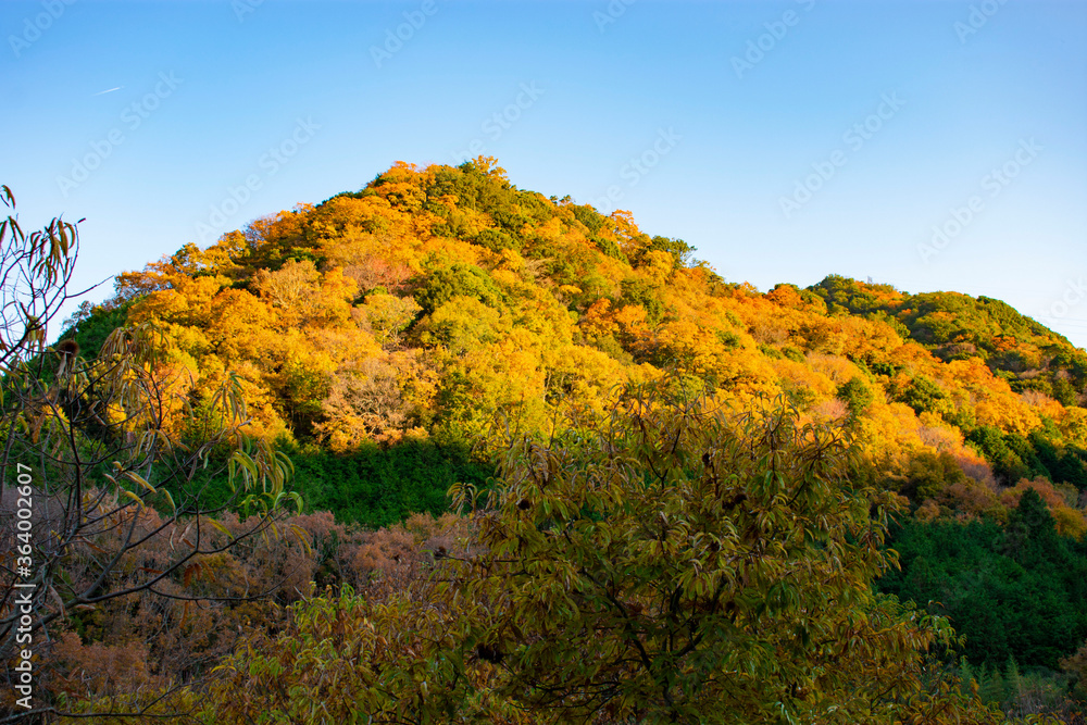 山の紅葉