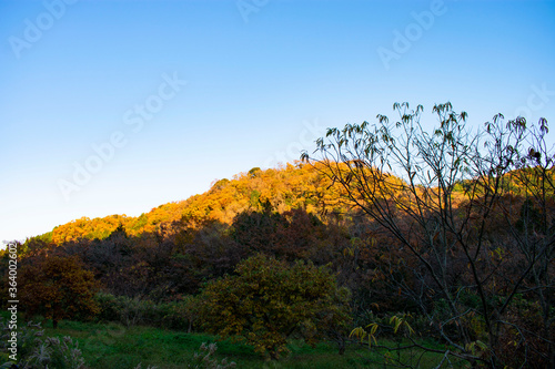 山の紅葉