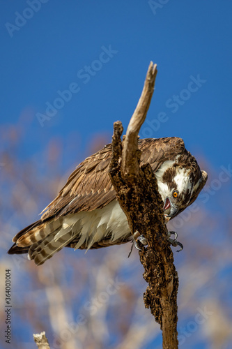 Osprey