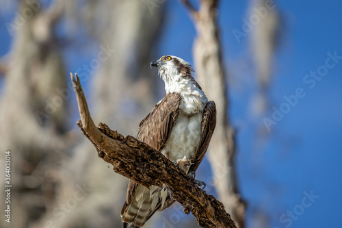 Osprey