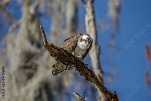 Osprey