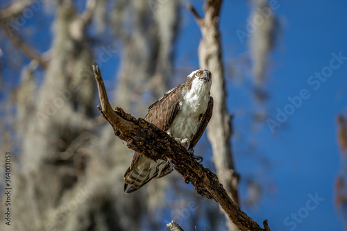 Osprey