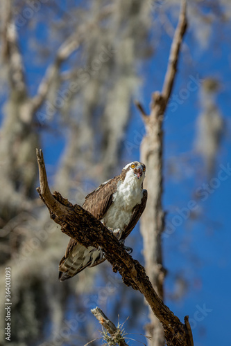 Osprey 5