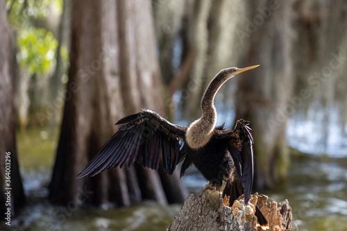 Anhinga